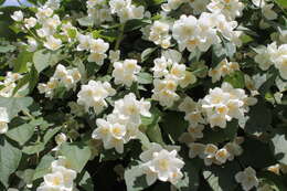 Image of sweet mock orange