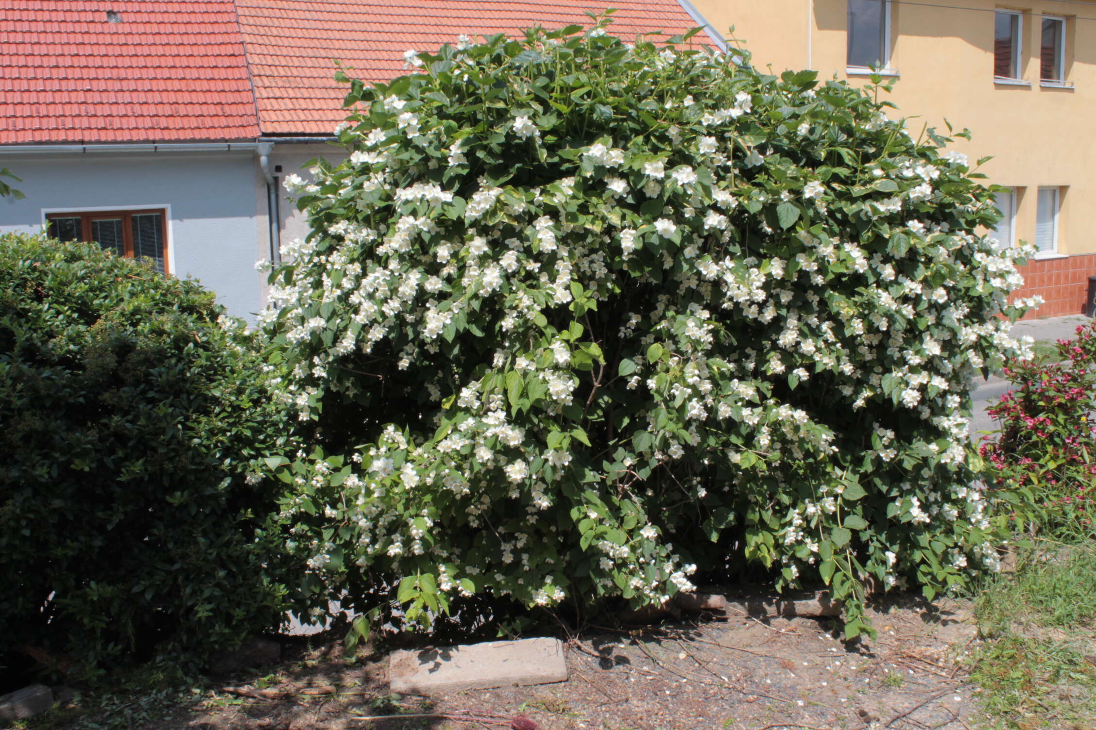 Image of sweet mock orange