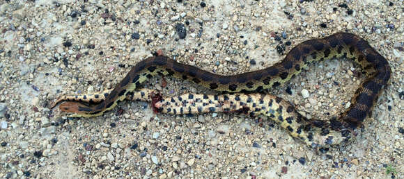 صورة Pantherophis vulpinus (Baird & Girard 1853)