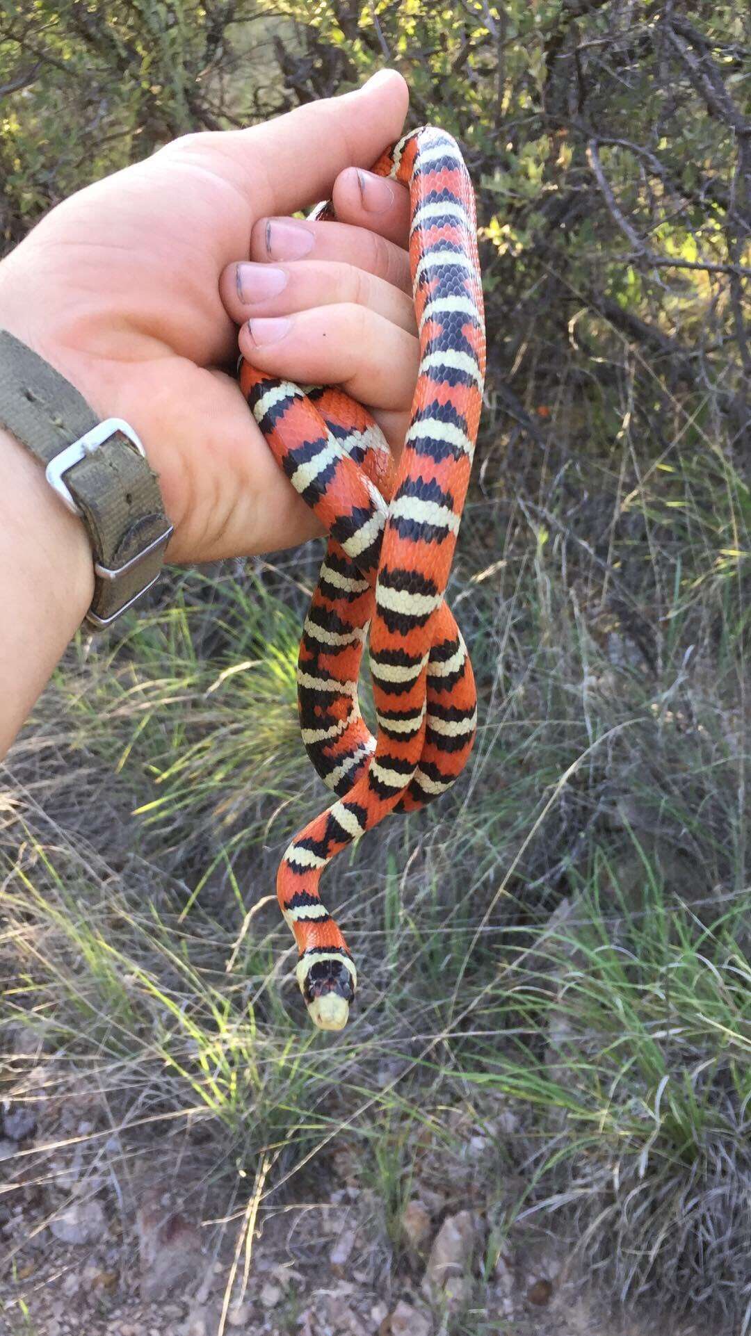 Image of Arizona Mountain Kingsnake