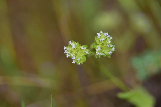 Image of European cornsalad