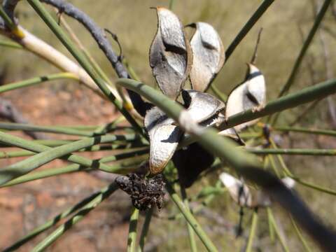 Image of Hakea chordophylla F. Müll.