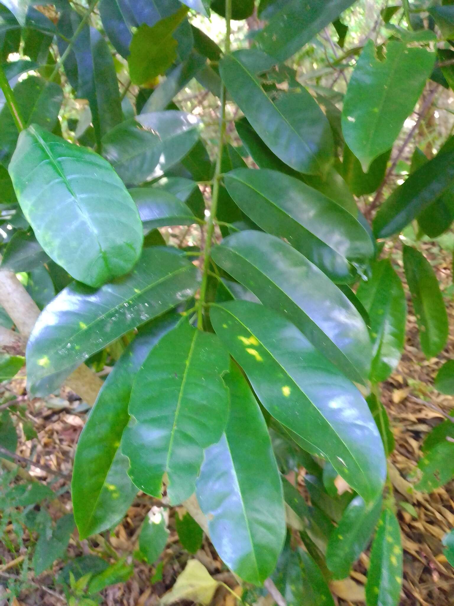 Imagem de Vochysia guatemalensis J. D. Smith