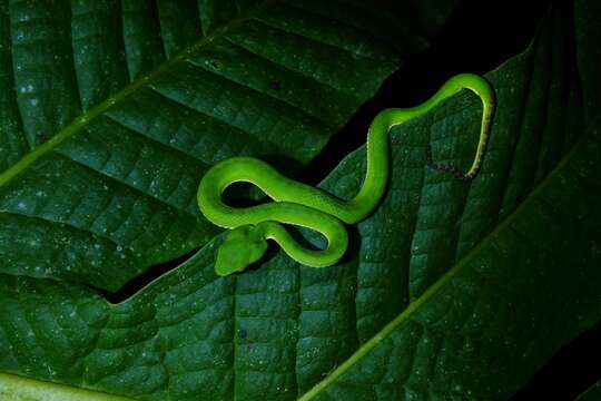 Image of Trimeresurus sabahi Regenass & Kramer 1981