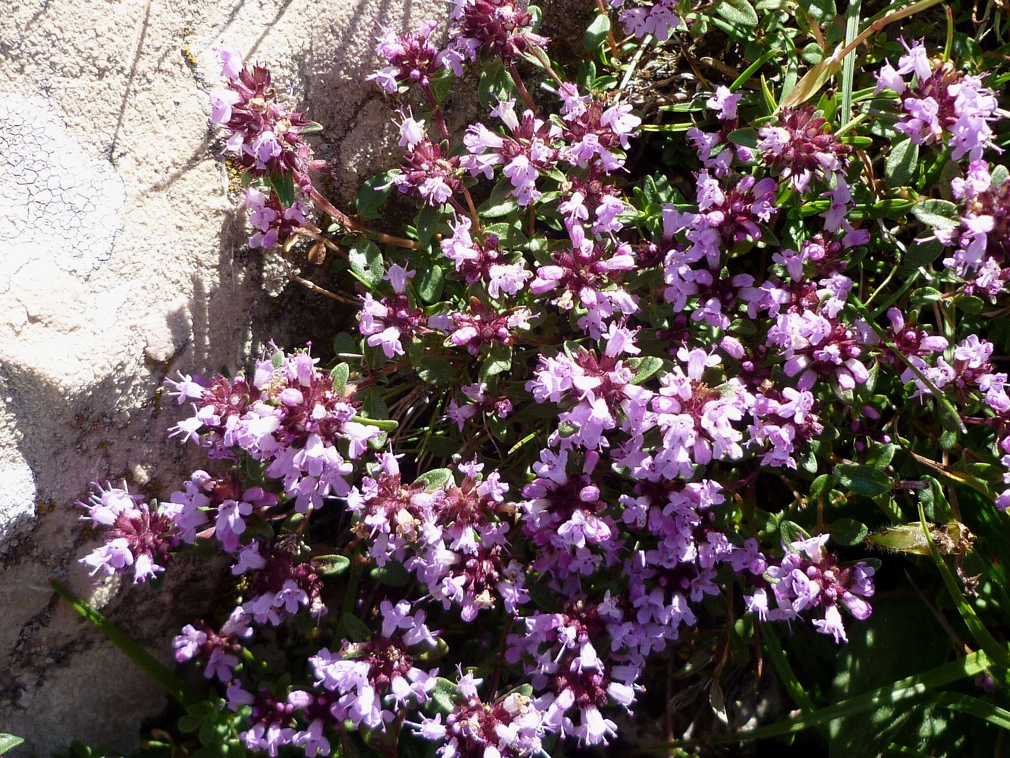 Слика од Thymus serpyllum L.