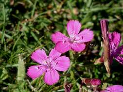 Слика од Dianthus deltoides L.