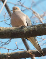 Image of American Mourning Dove