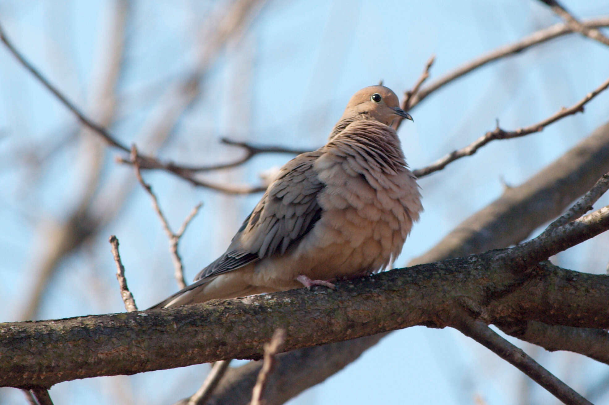 Image of American Mourning Dove