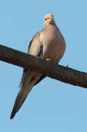 Image of American Mourning Dove