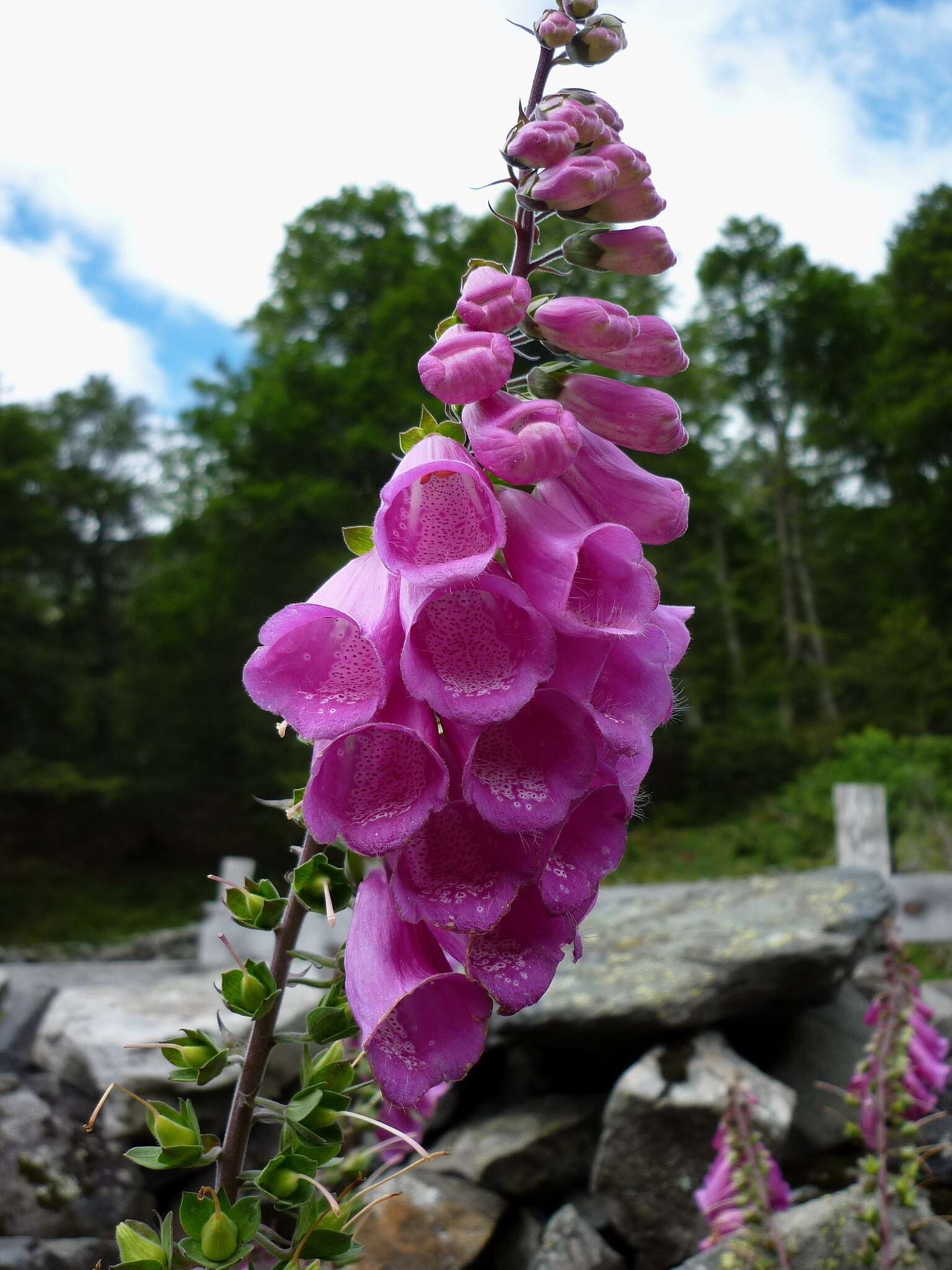 Imagem de Digitalis purpurea L.