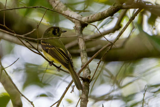 Leptopogon amaurocephalus Cabanis 1846 resmi