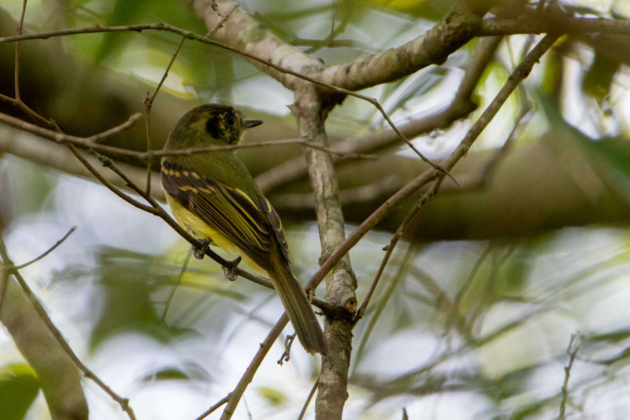 Leptopogon amaurocephalus Cabanis 1846 resmi