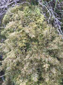 Image of tamarisk thuidium moss