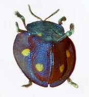 صورة Cyrtonota sexpustulata (Fabricius 1781)