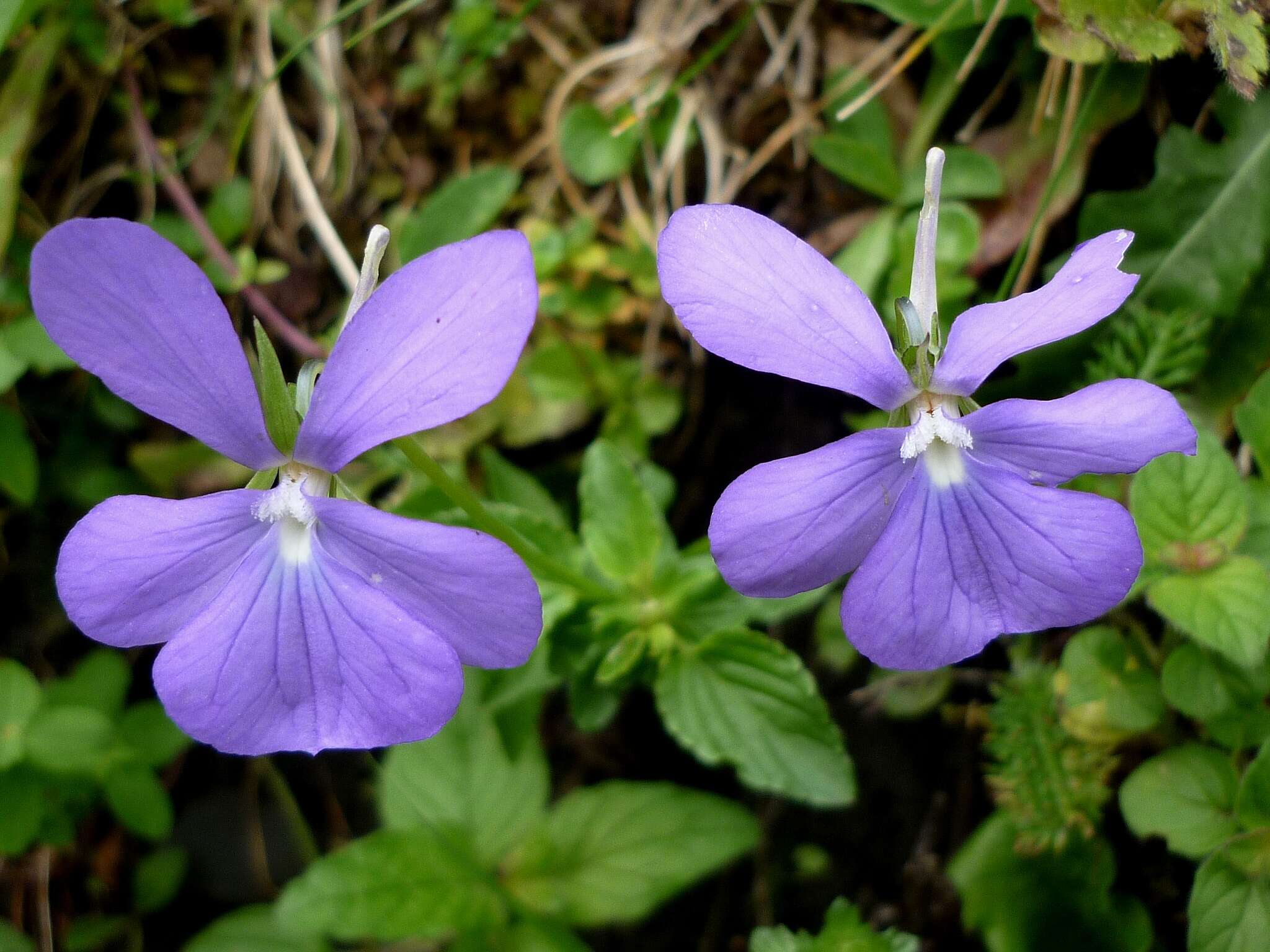 Image of Horned Pansy