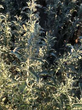 Image of wheelscale saltbush