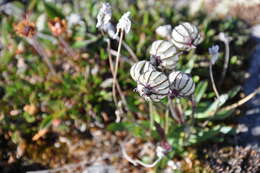 Image of apetalous catchfly