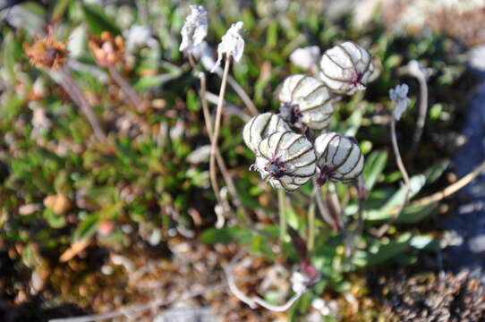 Image de Silene uralensis (Ruprecht) Bocquet