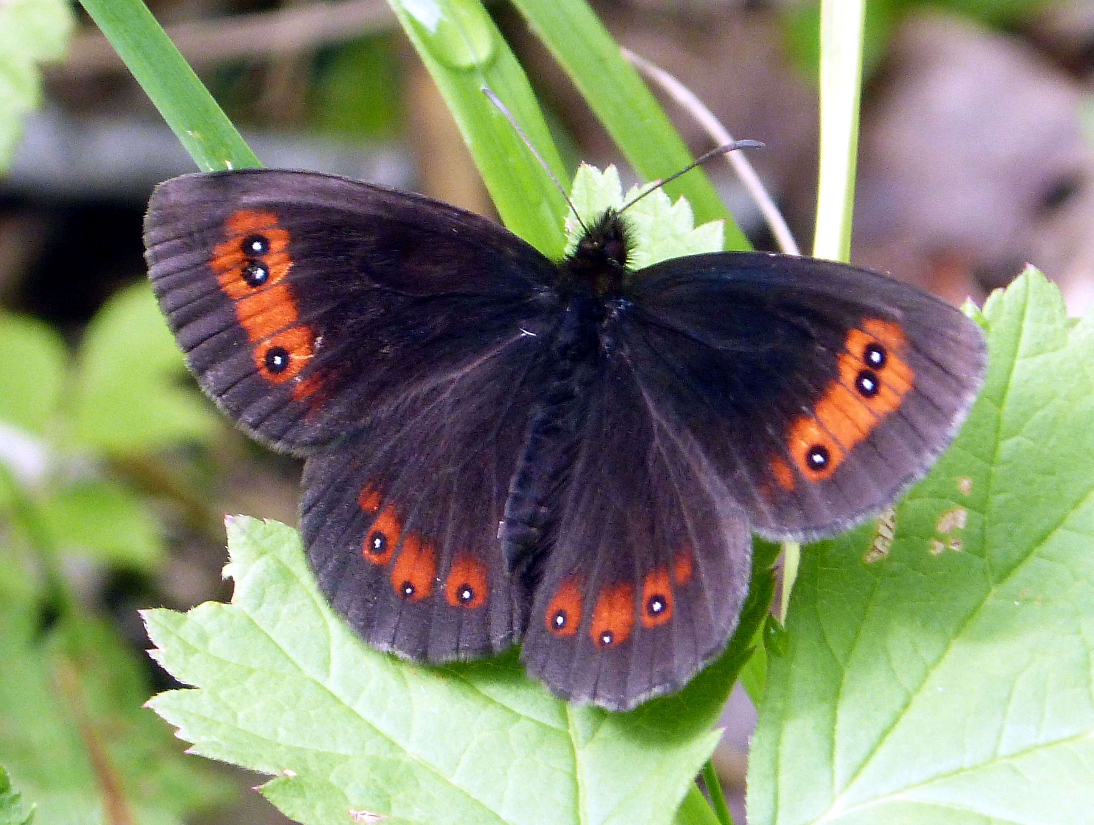 Image de moiré sylvicole