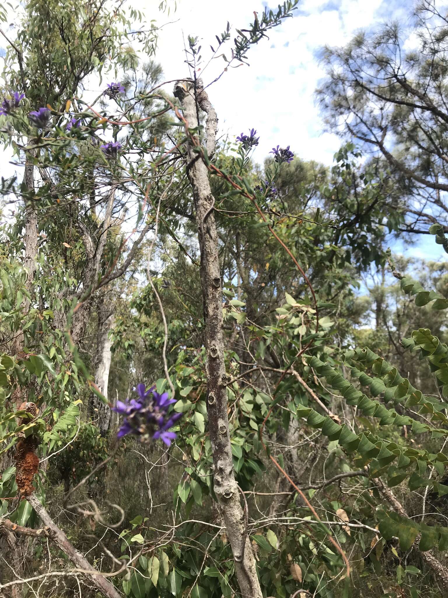 Imagem de Billardiera variifolia DC.