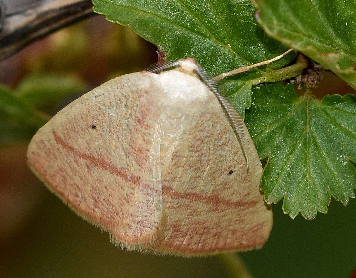 Eudrepanulatrix rectifascia Hulst 1896 resmi