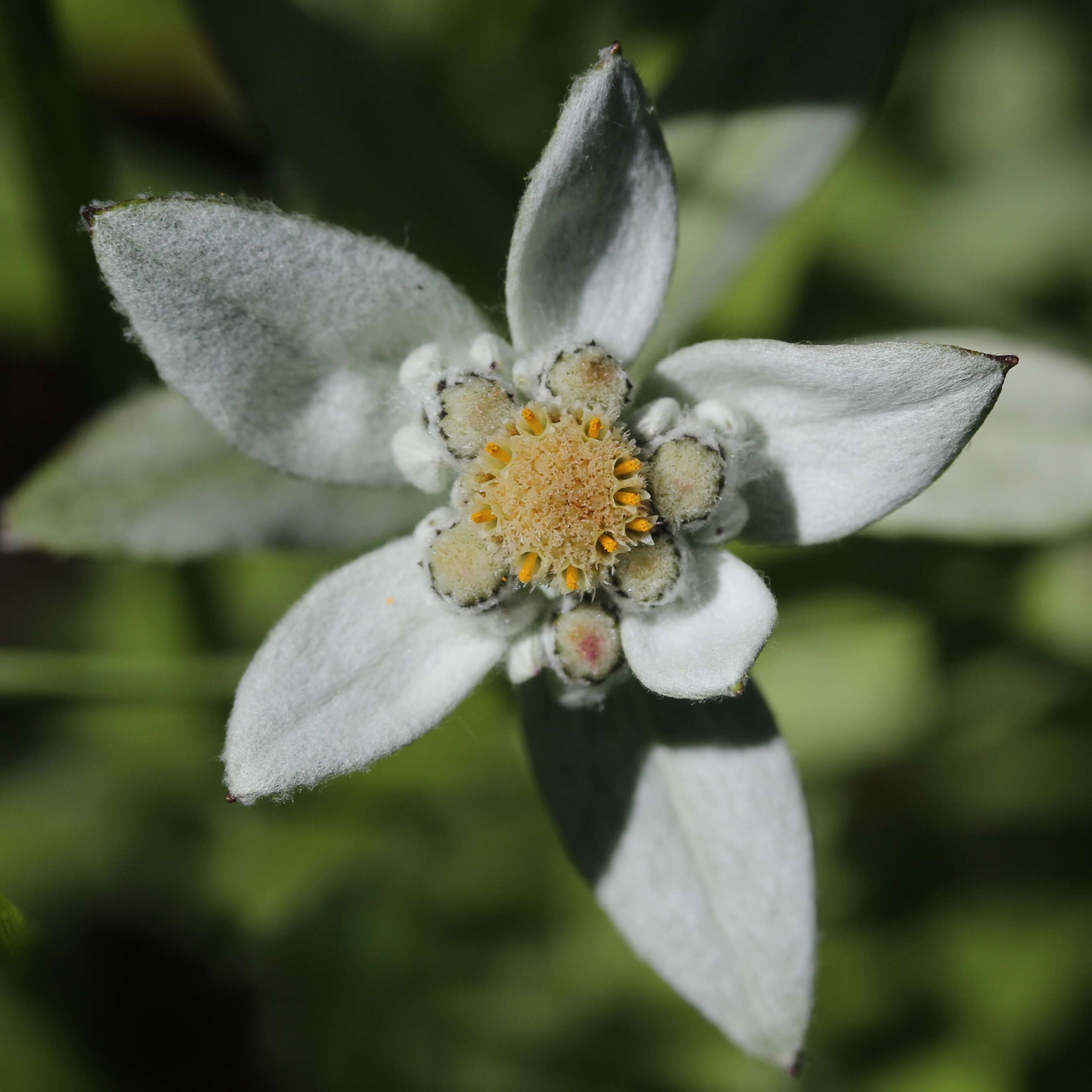 Image of Leontopodium japonicum Miq.