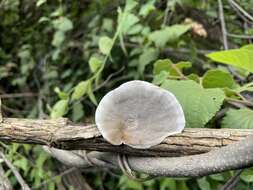 Image of Trametes variegata (Berk.) Zmitr., Wasser & Ezhov 2012