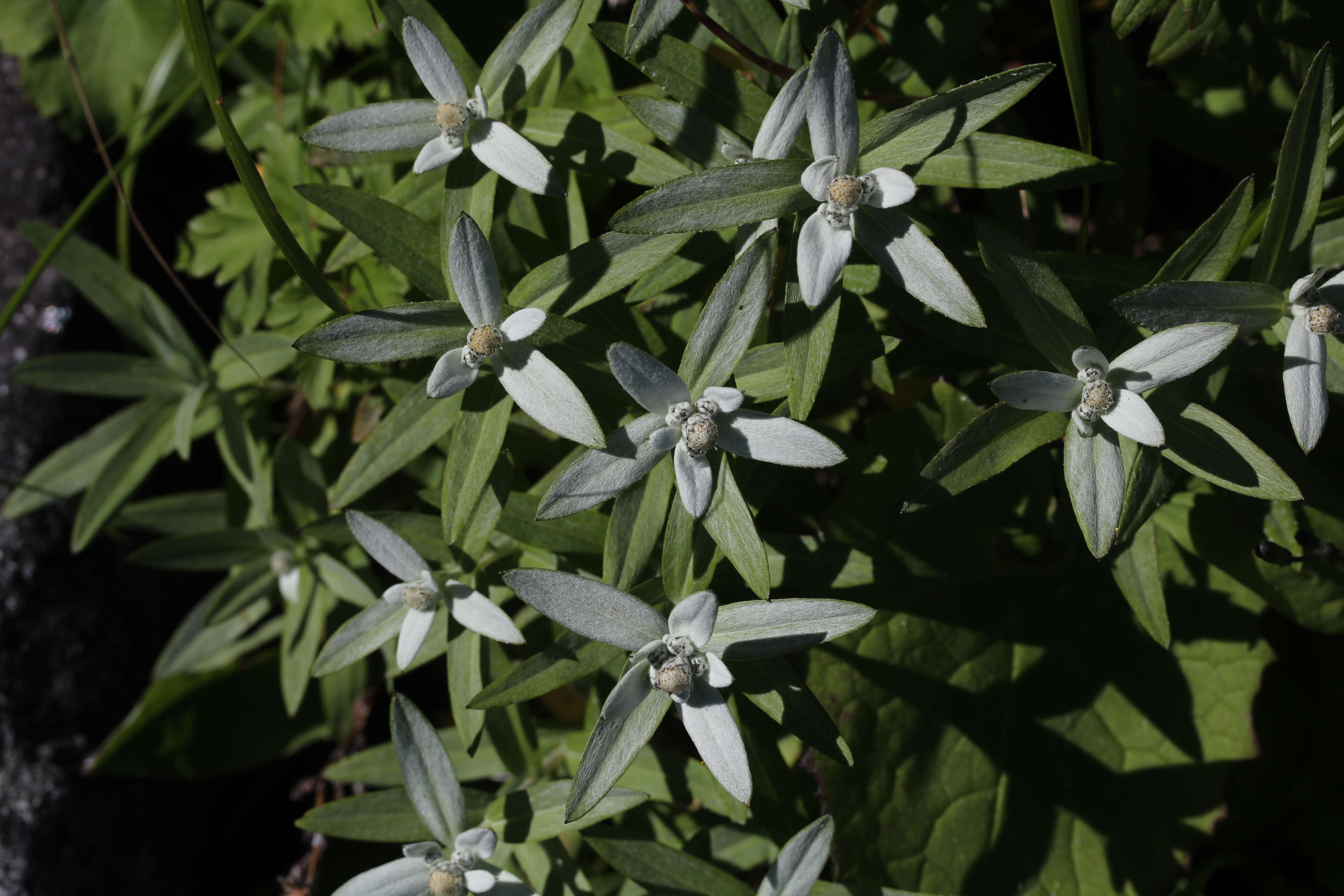 Image of Leontopodium japonicum Miq.