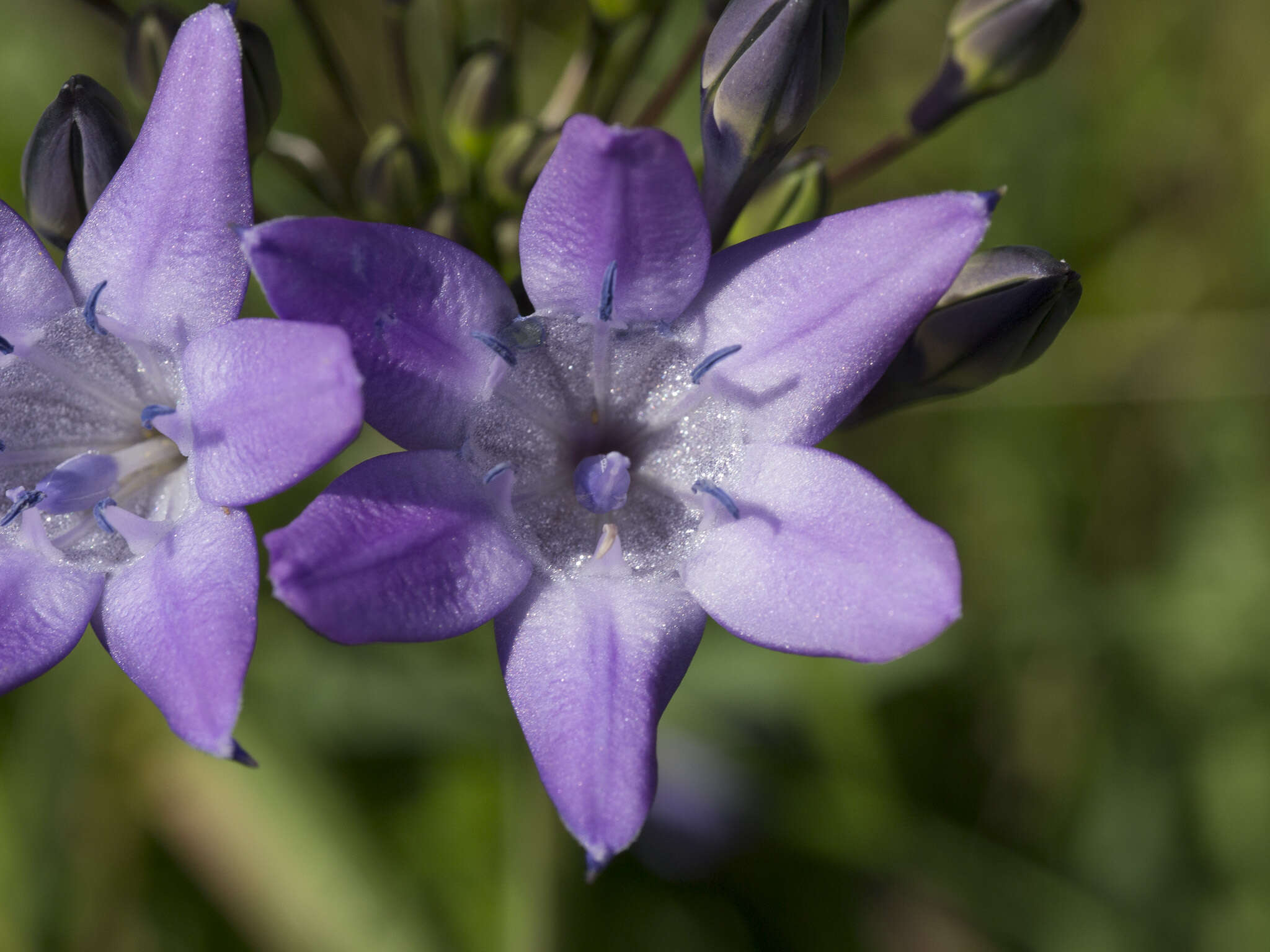 Image of Bridges' brodiaea