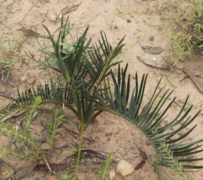 Image of Cycad