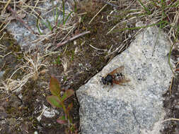 صورة Sericomyia lappona (Linnaeus 1758)