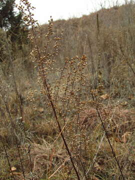 Image of field sagewort