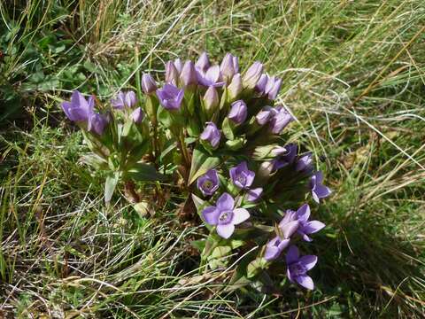 Image of field gentian