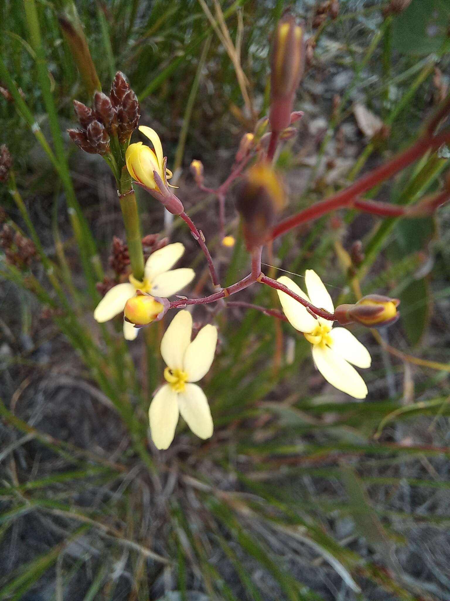 Image de Stylidium diademum Wege