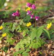 Lathyrus vernus (L.) Bernh. resmi