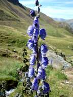 Слика од Aconitum napellus L.