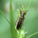 Image de Pachygrontha similis Uhler & P. R. 1896