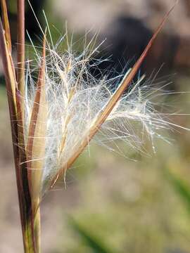 Image of Long-Beard Bluestem