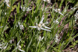 Leontopodium leontopodioides (Willd.) Beauv.的圖片