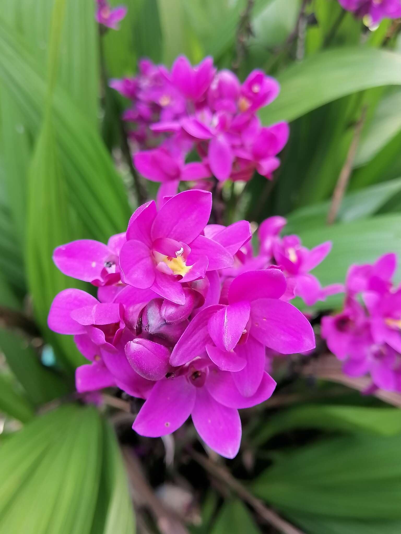 Image of Spathoglottis unguiculata (Labill.) Rchb. fil.