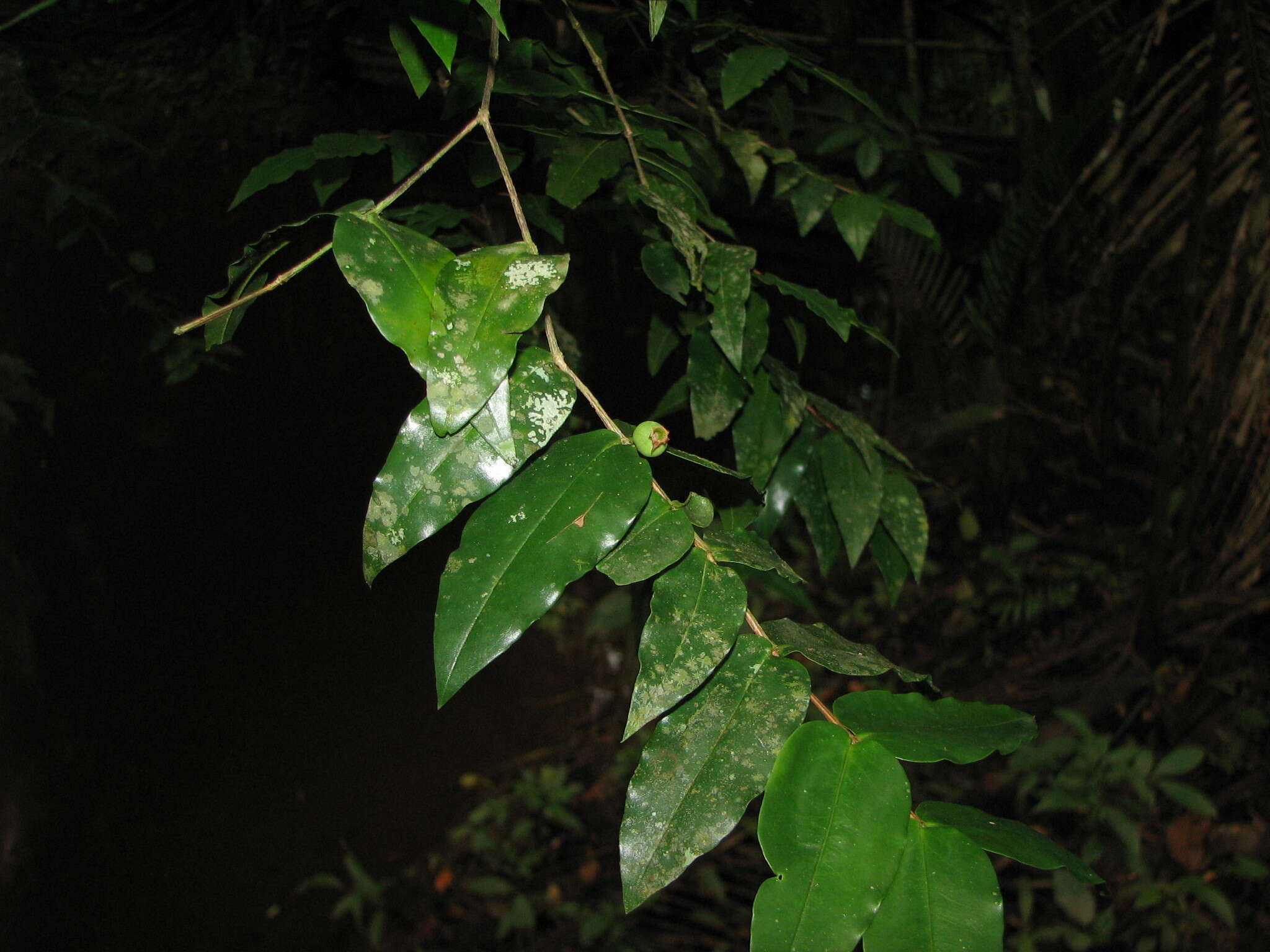 Image de Mouriri myrtilloides (Sw.) Poir.