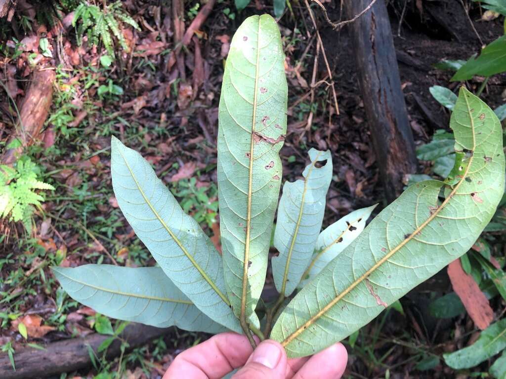 Image of Cryptocarya obovata R. Br.