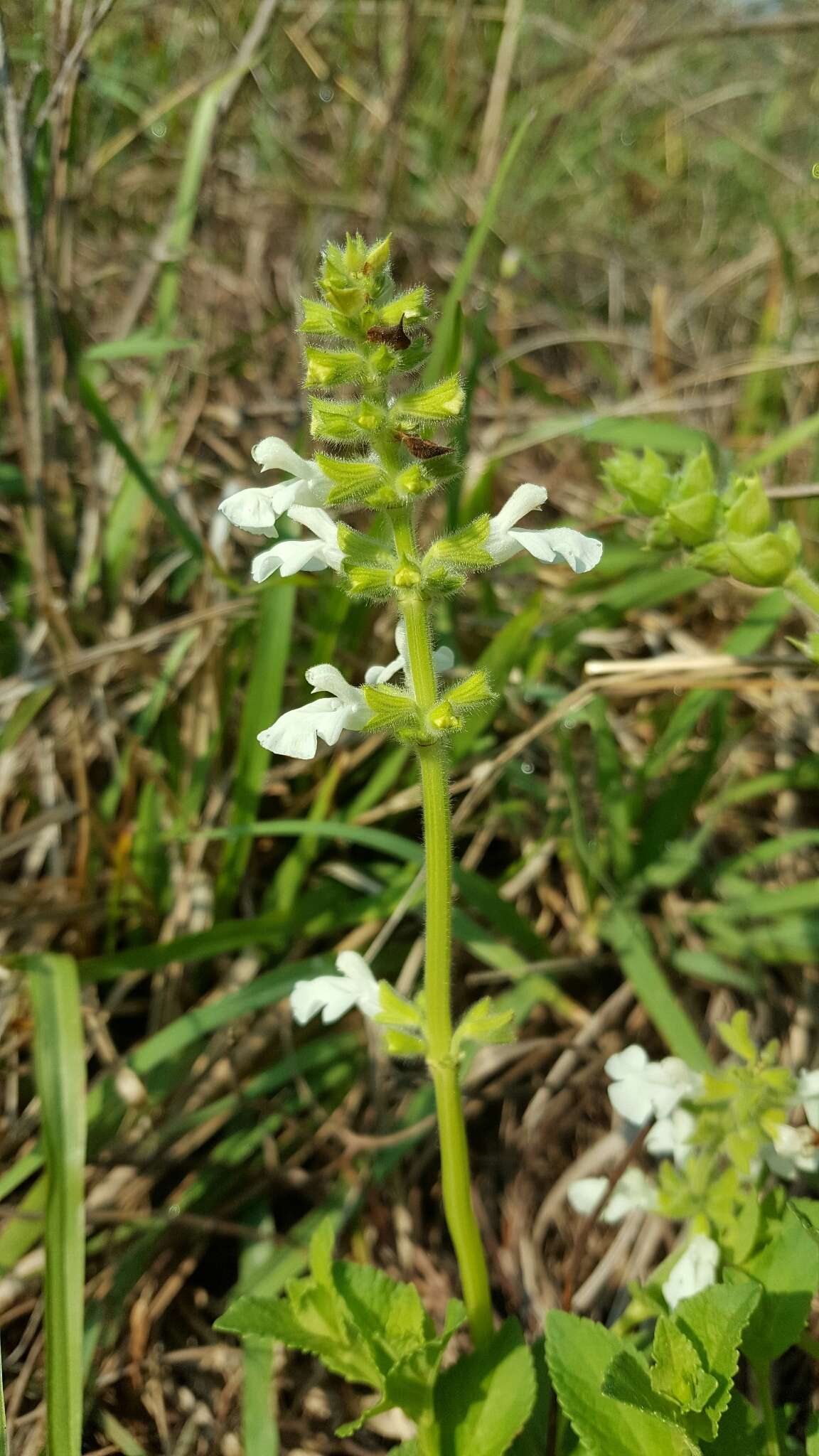 Image of Salvia assurgens Kunth