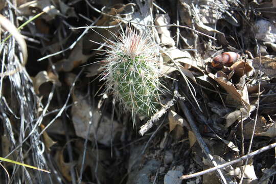 Image of Echinocereus longisetus (Engelm.) Rümpler