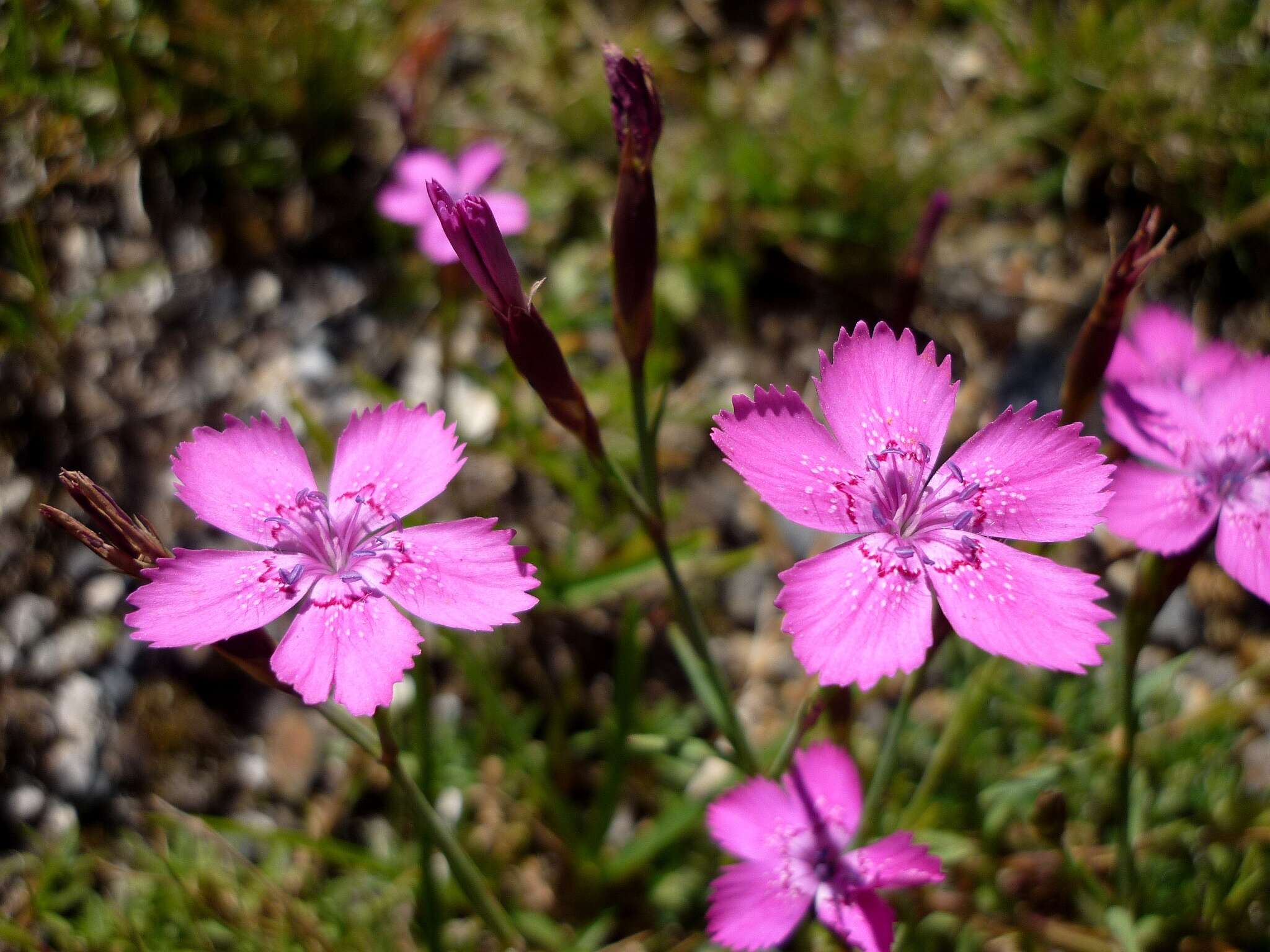 Слика од Dianthus deltoides L.