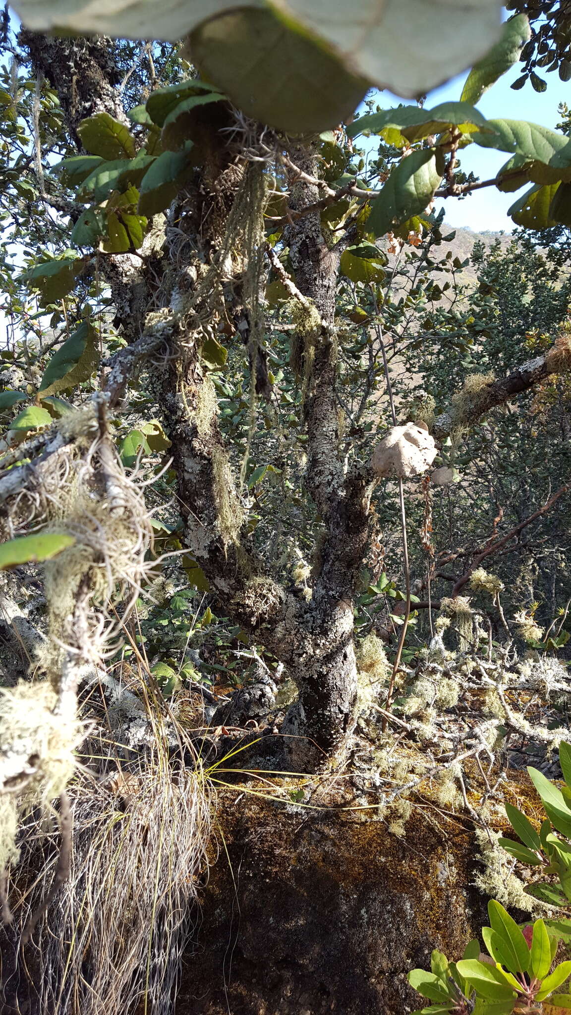 Imagem de Quercus conzattii Trel.