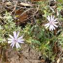 Image of Olearia asterotricha F. Müll.