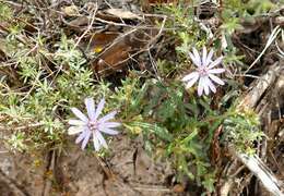 Olearia asterotricha F. Müll. resmi