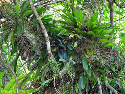 Image of Bulbophyllum macraei (Lindl.) Rchb. fil.