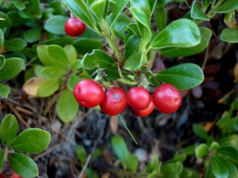 Image of bearberry